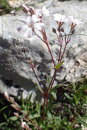 Gypsophila repens \ Kriechendes Gipskraut / Alpine Gypsophila, A Traweng 8.7.2020