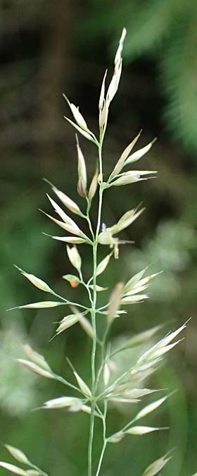 Calamagrostis arundinacea \ Wald-Reitgras / Bunch Grass, A Kraubath (Mur) 25.7.2021