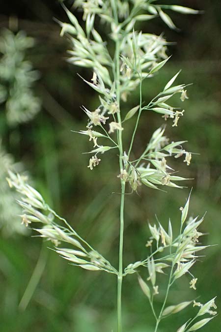 Calamagrostis arundinacea \ Wald-Reitgras / Bunch Grass, A Kraubath (Mur) 25.7.2021