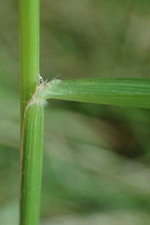 Calamagrostis arundinacea / Bunch Grass, A Kraubath (Mur) 25.7.2021