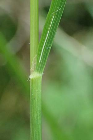 Calamagrostis arundinacea / Bunch Grass, A Kraubath (Mur) 25.7.2021