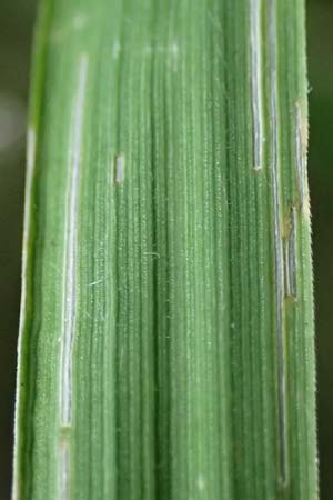 Calamagrostis arundinacea / Bunch Grass, A Kraubath (Mur) 25.7.2021