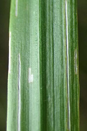 Calamagrostis arundinacea \ Wald-Reitgras / Bunch Grass, A Kraubath (Mur) 25.7.2021