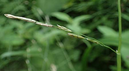 Glyceria notata \ Falt-Schwaden, A Deutschlandsberger Klause 30.6.2022