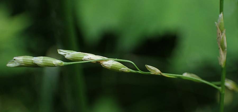 Glyceria notata \ Falt-Schwaden, A Deutschlandsberger Klause 30.6.2022