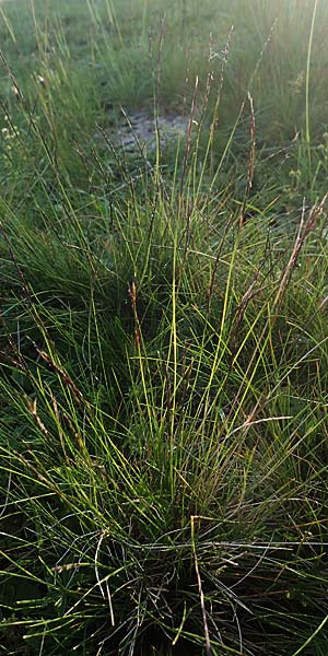 Nardus stricta \ Borst-Gras, A Kärnten, Koralpe 30.6.2022