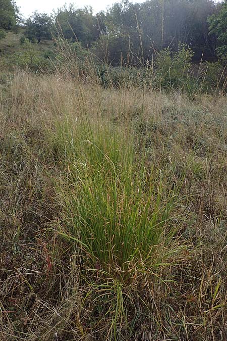 Molinia caerulea \ Pfeifengras / Moor Grass, A Mattersburg 24.9.2022