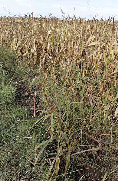 Panicum dichotomiflorum \ Gabelstige Rispen-Hirse / Fall Panicgrass, A Seewinkel, Apetlon 26.9.2022