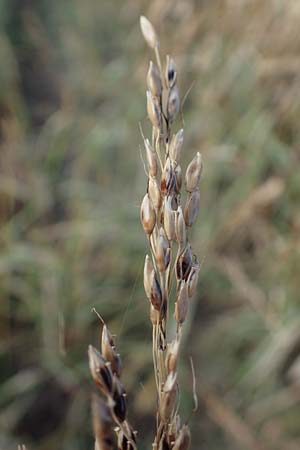 Panicum dichotomiflorum \ Gabelstige Rispen-Hirse / Fall Panicgrass, A Seewinkel, Apetlon 26.9.2022