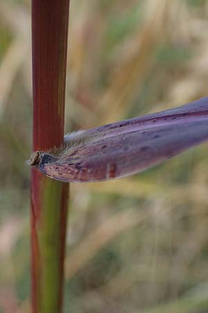 Panicum dichotomiflorum \ Gabelstige Rispen-Hirse / Fall Panicgrass, A Seewinkel, Apetlon 26.9.2022