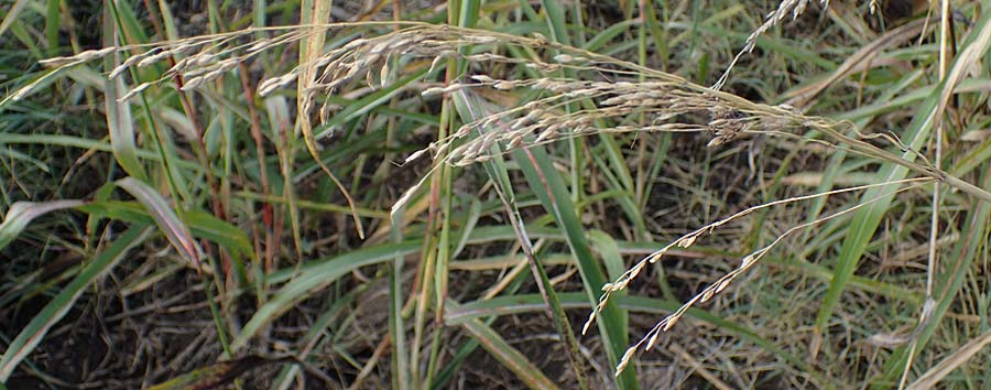 Panicum dichotomiflorum \ Gabelstige Rispen-Hirse / Fall Panicgrass, A Seewinkel, Apetlon 26.9.2022