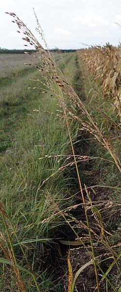 Panicum dichotomiflorum \ Gabelstige Rispen-Hirse / Fall Panicgrass, A Seewinkel, Apetlon 26.9.2022