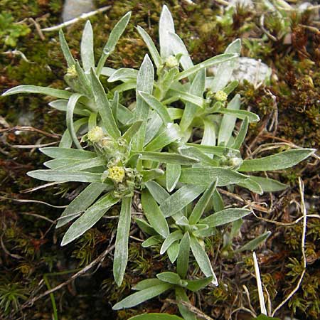 Gnaphalium supinum \ Zwerg-Ruhrkraut / Dwarf Cudweed, A Malta - Tal / Valley 19.7.2010