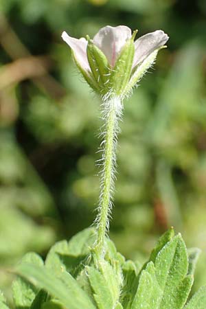 Geranium sibiricum \ Sibirischer Storchschnabel, A Kärnten, St. Kanzian am Klopeiner See 9.8.2016