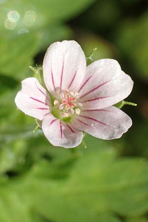 Geranium sibiricum \ Sibirischer Storchschnabel, A Kärnten, St. Kanzian am Klopeiner See 9.8.2016