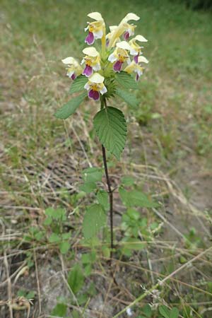 Galeopsis speciosa \ Bunter Hohlzahn / Large-flowered Hemp-Nettle, A Wolfsberg 9.8.2016