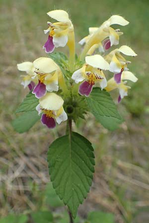 Galeopsis speciosa \ Bunter Hohlzahn / Large-flowered Hemp-Nettle, A Wolfsberg 9.8.2016