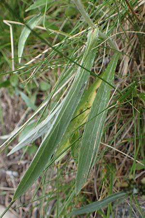 Gnaphalium norvegicum \ Norwegisches Ruhrkraut, A Seckauer Tauern, Brandstätter Törl 27.7.2021