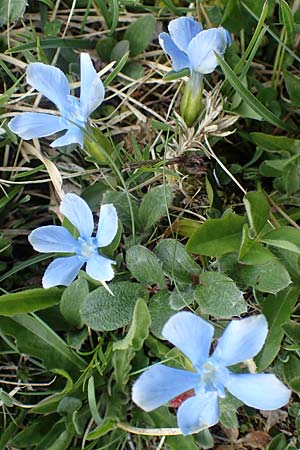 Gentiana verna / Spring Gentian, A Wölzer Tauern, Kleiner Zinken 26.6.2021