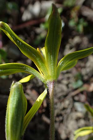 Gagea villosa / Hairy Star of Bethlehem, A Krems 1.4.2023