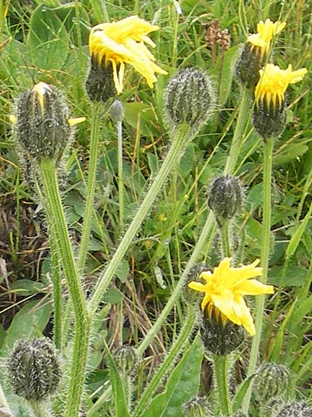 Willemetia stipitata / Willemetia, A Lechtal, Warth 23.6.2011