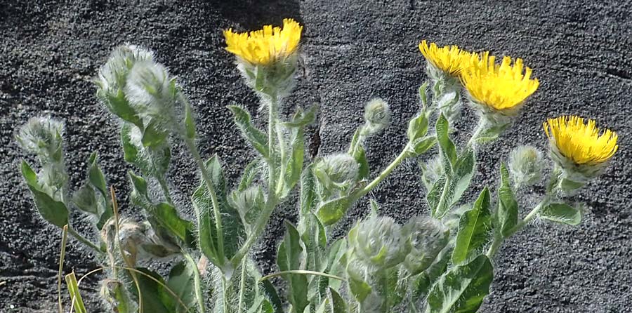 Hieracium villosum \ Zottiges Habichtskraut / Shaggy Hawkweed, A Pusterwald, Eiskar 29.6.2021