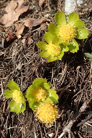 Sanicula epipactis / Dwarf Masterwort, A Carinthia, Hochstuhl 17.5.2016