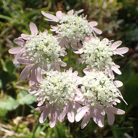 Heracleum austriacum subsp. siifolium \ Merk-Brenklau, Roter sterreich-Brenklau / Red Austrian Hogweed, A Kärnten/Carinthia, Petzen 8.8.2016