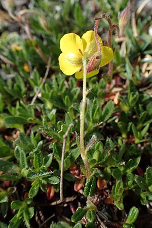 Helianthemum alpestre \ Alpen-Sonnenrschen, A Trenchtling 3.7.2019