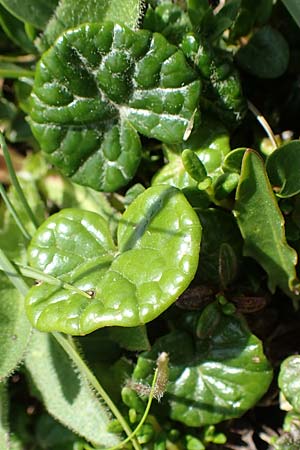 Homogyne alpina / Purple Colt's-Foot, Alpine Colt's-Foot, A Trenchtling 3.7.2019