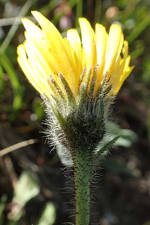 Hieracium alpinum \ Alpen-Habichtskraut / Alpine Hawkweed, A Nockberge, Klomnock 10.7.2019