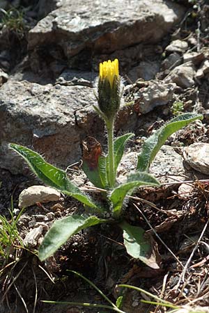 Hieracium alpinum \ Alpen-Habichtskraut / Alpine Hawkweed, A Nockberge, Klomnock 10.7.2019