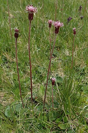 Homogyne alpina / Purple Colt's-Foot, Alpine Colt's-Foot, A Osttirol, Golzentipp 12.7.2019