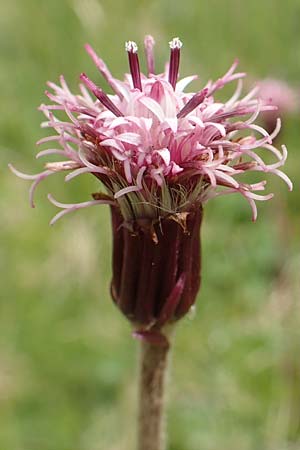 Homogyne alpina \ Alpen-Brandlattich, Grner Alpenlattich / Purple Colt's-Foot, Alpine Colt's-Foot, A Osttirol, Golzentipp 12.7.2019