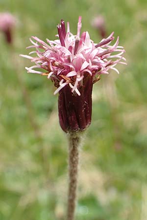 Homogyne alpina \ Alpen-Brandlattich, Grner Alpenlattich / Purple Colt's-Foot, Alpine Colt's-Foot, A Osttirol, Golzentipp 12.7.2019