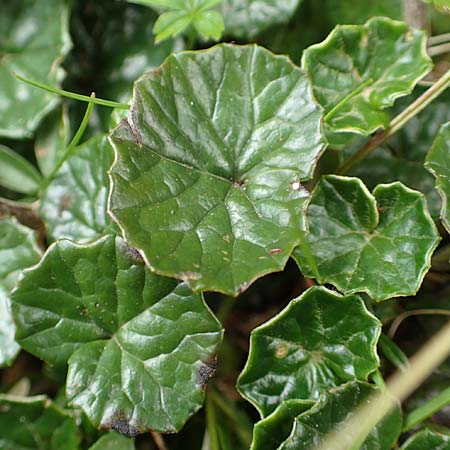 Homogyne discolor \ Filz-Brandlattich, Zweifarbiger Brandlattich / Discolored Colt's-Foot, A Rax 28.6.2020