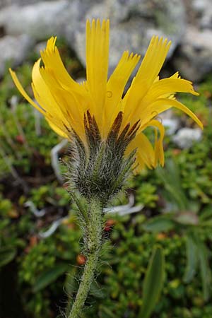 Hieracium alpinum \ Alpen-Habichtskraut / Alpine Hawkweed, A Seckauer Tauern, Brandstätter Törl 27.7.2021