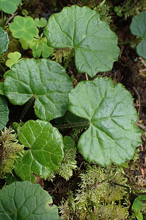 Homogyne alpina \ Alpen-Brandlattich, Grner Alpenlattich / Purple Colt's-Foot, Alpine Colt's-Foot, A Ingeringsee 27.7.2021