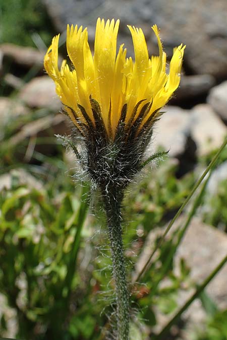 Hieracium alpinum \ Alpen-Habichtskraut / Alpine Hawkweed, A Kärnten/Carinthia, Koralpe 1.7.2022