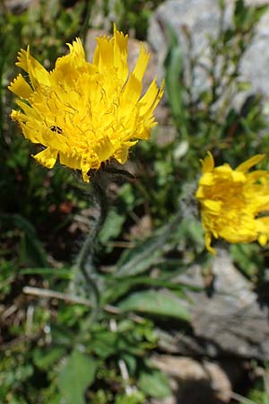 Hieracium alpinum \ Alpen-Habichtskraut / Alpine Hawkweed, A Kärnten/Carinthia, Koralpe 1.7.2022