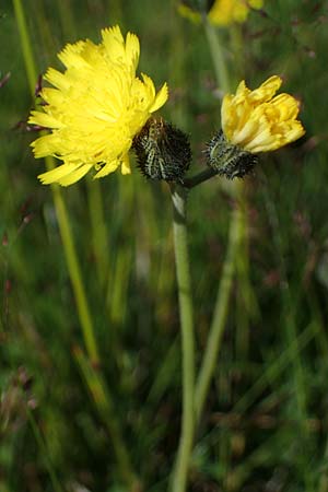 Hieracium lactucella \ Gehrtes Habichtskraut, A Kärnten, Koralpe 3.7.2022