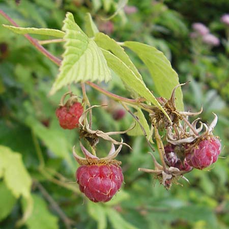 Rubus idaeus / Raspberry, A Carinthia, Kleinobir 2.8.2011