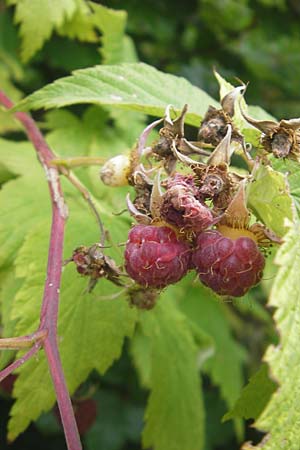 Rubus idaeus \ Himbeere / Raspberry, A Kärnten/Carinthia, Kleinobir 2.8.2011
