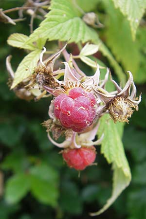 Rubus idaeus \ Himbeere / Raspberry, A Kärnten/Carinthia, Kleinobir 2.8.2011