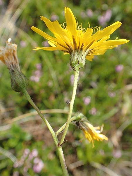 Hieracium caesium \ Blulichgrnes Habichtskraut / Hawkweed, A Kärnten/Carinthia, Koralpe 9.8.2016