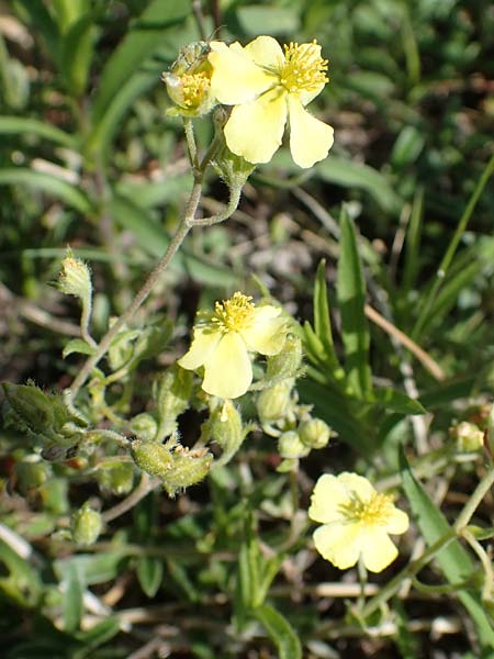 Helianthemum canum \ Graues Sonnenrschen / Hoary Rock-Rose, A Hainburg 14.5.2022