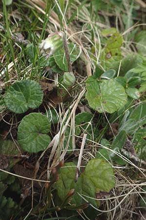 Homogyne alpina / Purple Colt's-Foot, Alpine Colt's-Foot, A Carinthia, Koralpe 21.5.2016