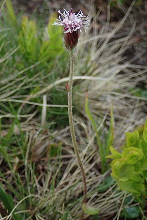 Homogyne alpina / Purple Colt's-Foot, Alpine Colt's-Foot, A Wölzer Tauern, Kleiner Zinken 26.6.2021