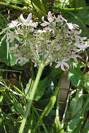 Heracleum austriacum subsp. siifolium \ Merk-Brenklau, Roter sterreich-Brenklau / Red Austrian Hogweed, A Kärnten/Carinthia, Petzen 21.7.2007