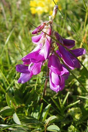 Hedysarum hedysaroides \ Alpen-Sklee / Alpine Sweetvetch, A Trenchtling 3.7.2010